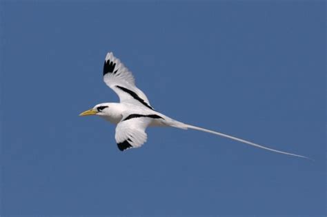 White-tailed Tropicbird – "OCEAN TREASURES" Memorial Library