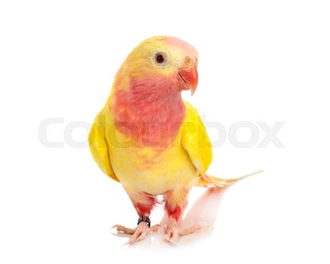 Princess parrot in studio | Stock image | Colourbox