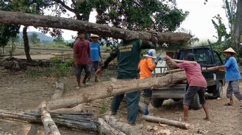 Menaikan Kayu Jati Panjang Ke Mobil Pick Up Langsung Kirim Ke Tempat