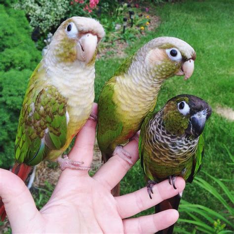 Cute Green Cheek Conures By Annie Gavin Pet Birds Colorful