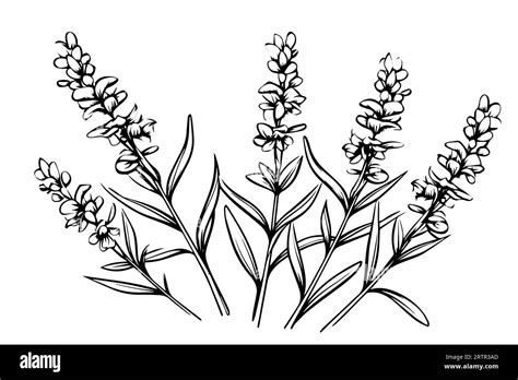 Floral Botanical Lavender Flower Hand Drawn Ink Sketch Vector