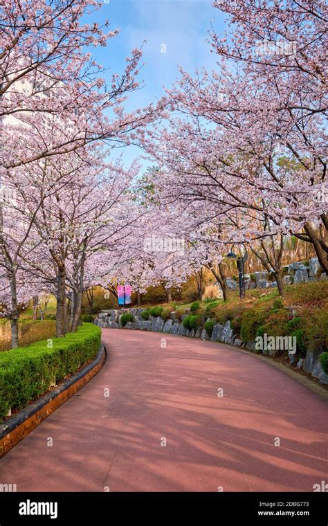 Blooming sakura cherry blossom alley in park in spring, Seokchon lake ...