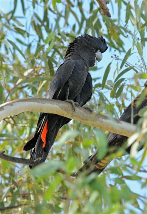 Birds of Australian Outback and Where to See Them - The Wildlife Diaries