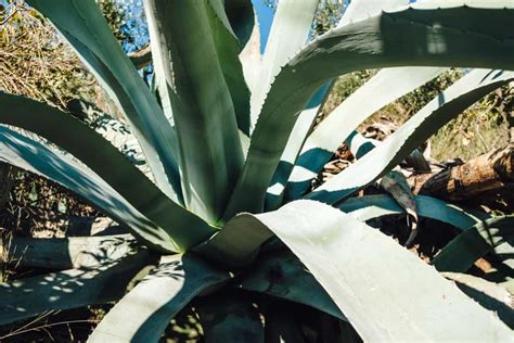 How To Grow And Care For Agave In Your Garden A Step By Step Beginners