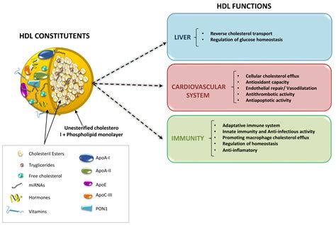 IJMS Free Full Text Advances In HDL Much More Than Lipid