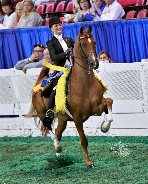 The 2019 Kentucky State Fair Worlds Championship Horse Show Continues