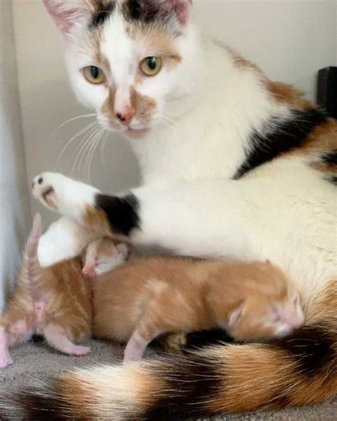 Cette chatte ne peut pas arrêter de pétrir ses pattes heureuses après