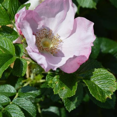 Kartoffelrose Dagmar Hastrup Rosa Rugosa Dagmar Hastrup