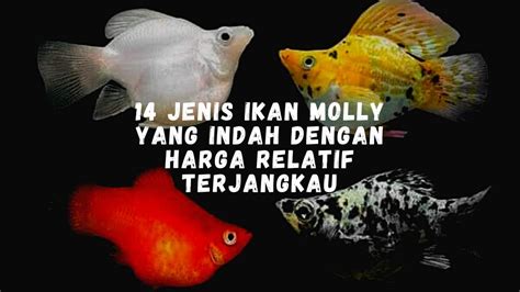 14 Jenis Ikan Molly Yang Indah Dengan Harga Relatif Terjangkau YouTube