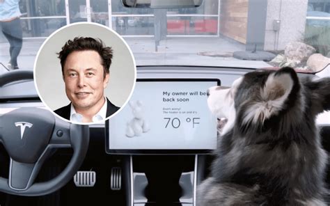 Teslas Dog Mode Now Stops Smart Dogs From Opening Windows