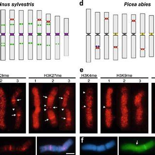 Heterochromatic Localization Of Histone Methylation Marks In Different