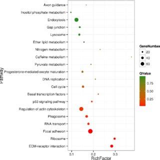 Top Kegg Pathway Annotation Categories For Target Gene Functions Of