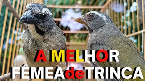 FÊMEA de trinca ferro MACHEANDO e CHAMANDO TRINCA FERRO CANTANDO