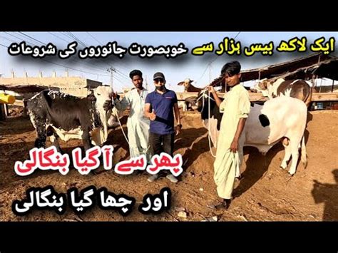 Naval Mandi 2023 Latest Rates And Updates Bangali Ameer Cattle Farm