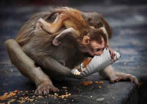 Monkeys That Cut Calories Live Longer Nature News Comment