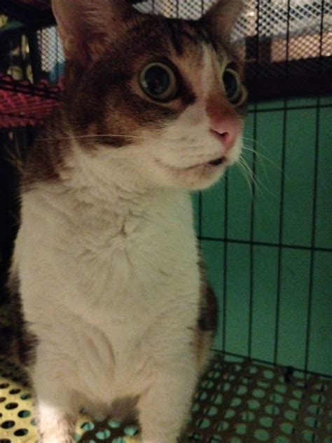 Cat Feeder In Spore Appeals For More Than S3k In Donations For