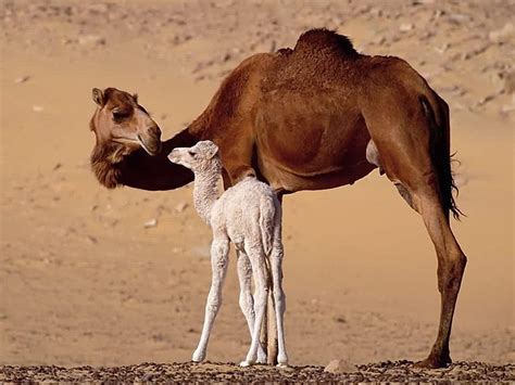 Camels Sand Desert Baby Camel Hd Wallpaper Peakpx