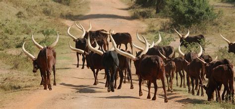 Lake Mburo National Park Kikooko Africa Safaris