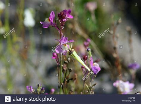 Female brimstone butterfly hi-res stock photography and images - Alamy