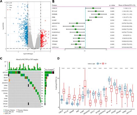 Frontiers Identification Of Cuproptosis Related Gene Signature To