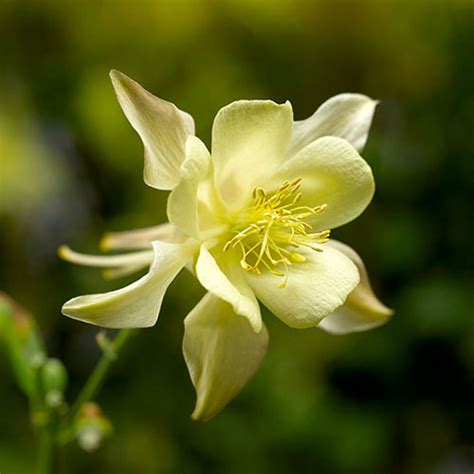 Kirigami Yellow Columbine Vanstone Nurseries