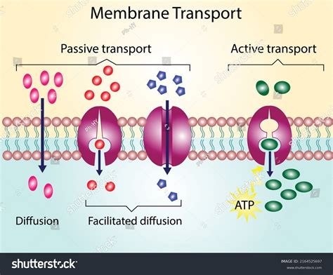 Channel Mediated Facilitated Diffusion