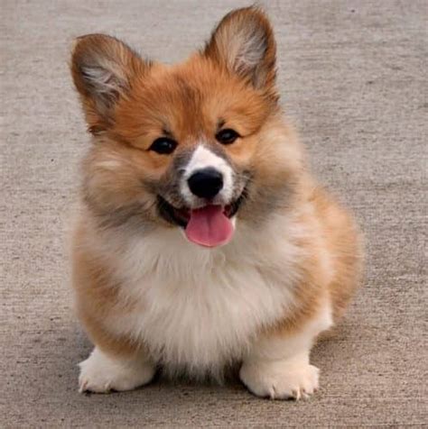 5 Best Small Dogs For Kids With Autism