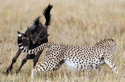 Bold Gnu Defies Predators: Chases Away Cheetah in a Brave Act of Independence