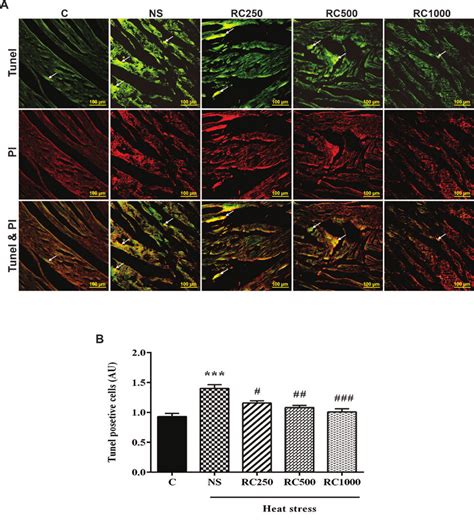 TUNEL Staining Of Left Ventricle Tissues In Different Groups A TUNEL