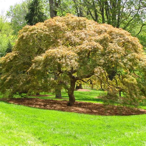 Japanese Maple Ideas Photos And Ideas Houzz