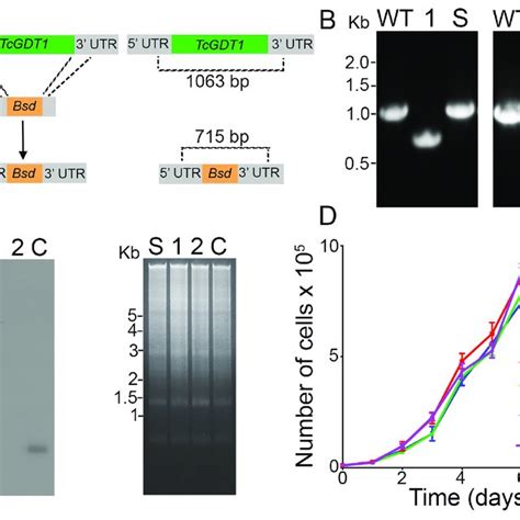 Knockout Of Tcgdt1 A Schematic Representation Of The Strategy Used