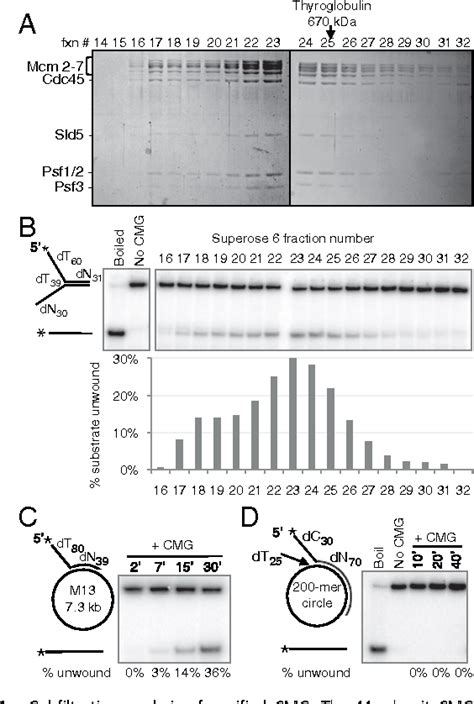 Figure 1 from CMG helicase and DNA polymerase ε form a functional 15 ... 