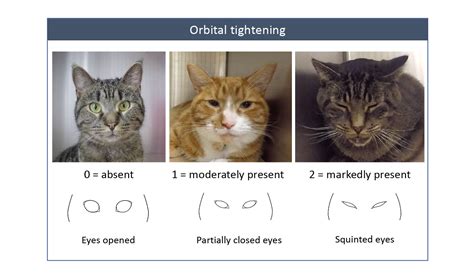 Feline Grimace Scale