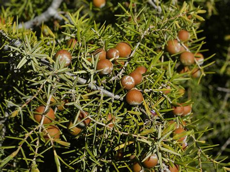 Šmrika (Juniperus oxycedrus)