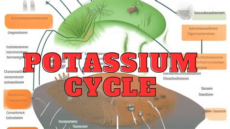 Cracking The Potassium Cycle Exploring Essential Nutrient Dynamics