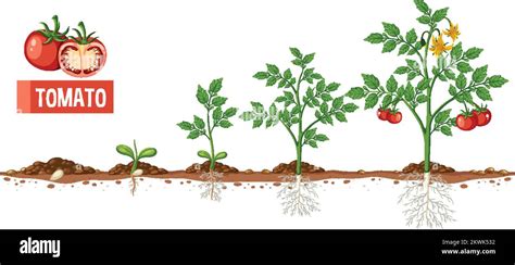 Life Cycle Of A Tomato Plant Diagram Illustration Stock Vector Image