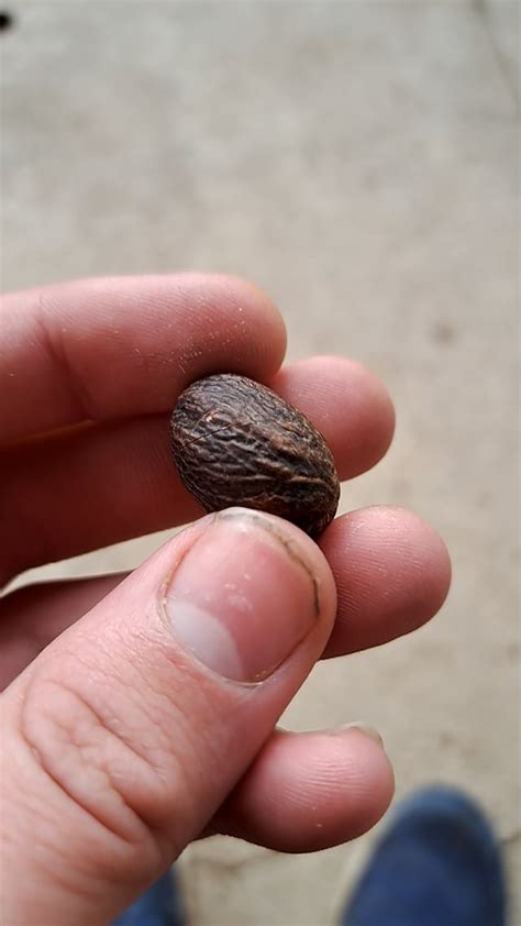 The Ultimate Nutmeg Oil Extraction Guide What Is It How Does It Work