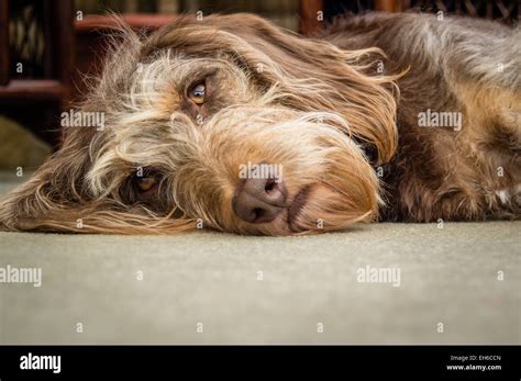 beagle poodle cross breed dog  res stock photography  images alamy