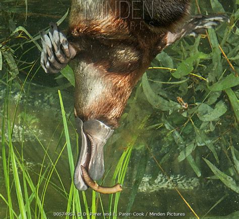 Platypus Eating