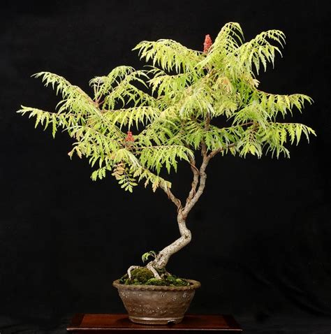 Tiger Eye Sumac Bonsai Bonsai Garden Bonsai Plants