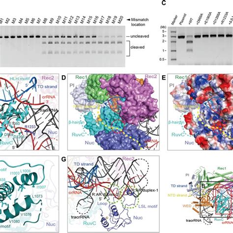 Recognition Of The Pam Duplex A Recognition Of The Pam Duplex In The