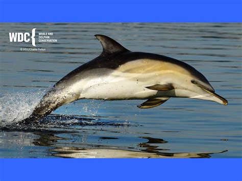 Subphylum Urochordata - ppt download