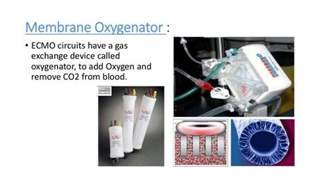 Ecmo Extracorporeal Membrane Oxygenation