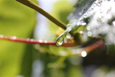 Free Images Tree Water Nature Grass Branch Blossom Dew