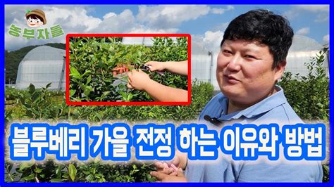 블루베리 나무 가을 전정 하는 이유와 방법 Youtube