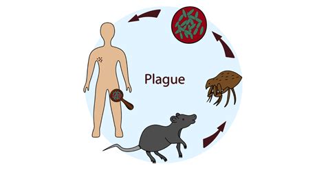 Plague Types Symptoms Causes Prevention And Treatments