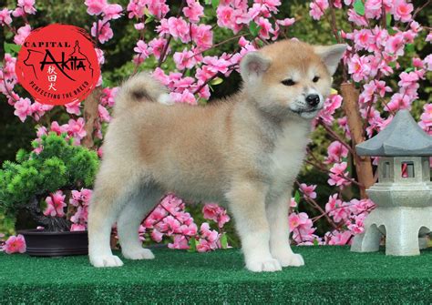 Japanese Akitainu Puppies For Sale - AKC PuppyFinder