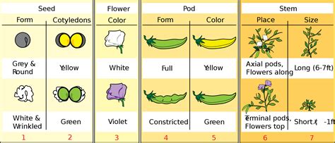 Mendel S Pea Plant Experiment The Root Of All In Genetics