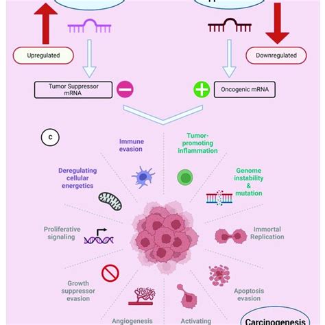 Mirnas Can Be Classified As Oncomirs And Tumor Suppressors A Download Scientific Diagram