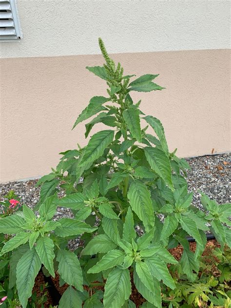 Amaranthus Hypochondriacus Green Thumb Amaranthus Hypochondriacus